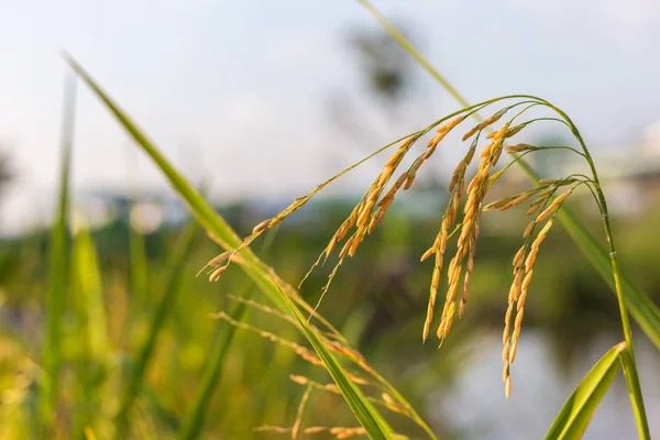 Close Arroz Dourado Folhas Verdes Agricultura — Fotografia de Stock