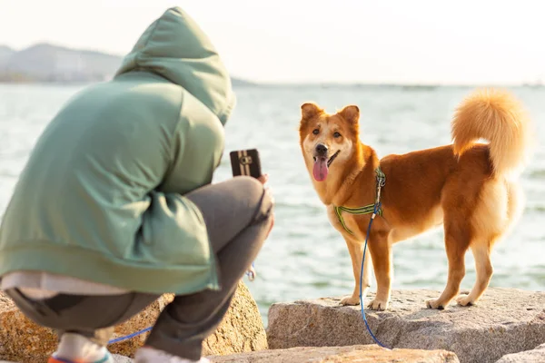 Chien Heureux Jouer Sur Rocher Près Plage Avec Coucher Soleil — Photo