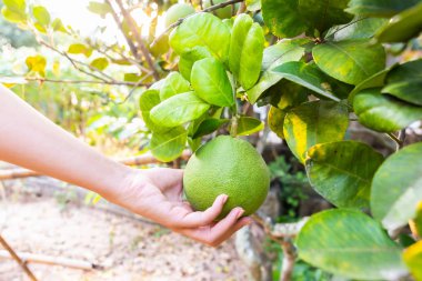 Çiftlikte el tutan pomelo narenciye hasat.