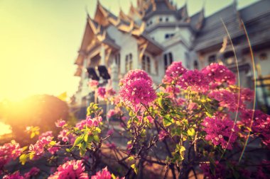 çiçekaçan begonviller veya fuengfah tapınakta çiçek dokusu. Çiçekler ve gün batımı arka plan konsepti.
