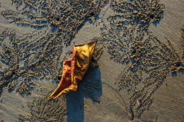 Yengeç Yapraklar,Ocypode,Rüzgar yengeci gün batımı ile kum sanatı üzerinde.