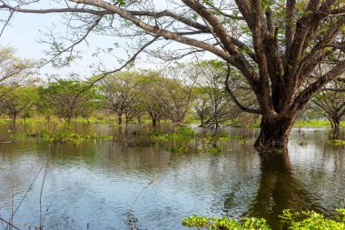 Büyük ağaç ve ölü ağaç, suda yansıma ağacı. Doğal arka plan.