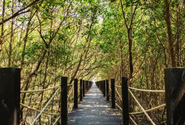 Mangrove ormandaki ormanda ahşap köprü.