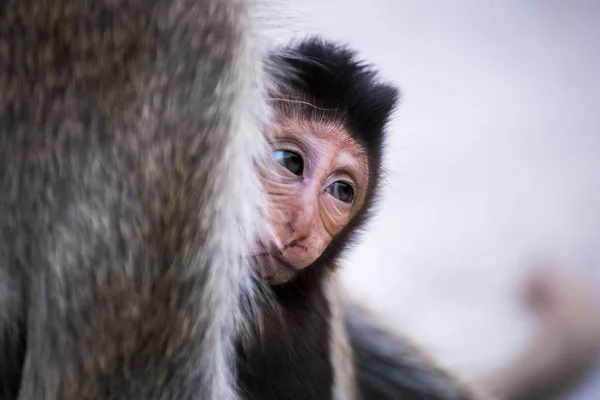 Hijo Mono Madre —  Fotos de Stock