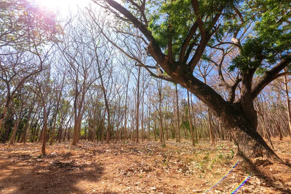 Çorak ormandaki yeşil ağaç ve mavi gökyüzü. doku ve Arka Plan kavramı.