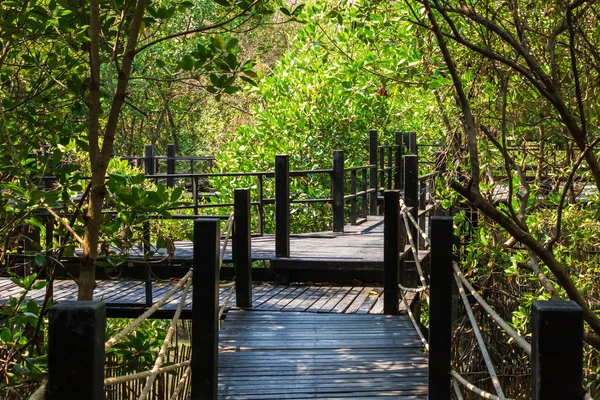 Wood  Bridge in the forest in mangrove forest