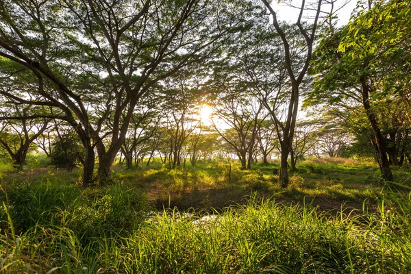 Estanque Bosque Verde Profundo Luz Del Sol Fondo Natural — Foto de Stock