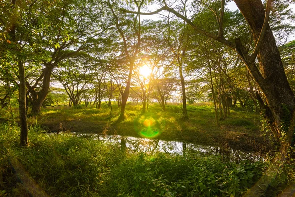 Teich Tiefgrüner Wald Und Sonnenlicht Natürlicher Hintergrund — Stockfoto