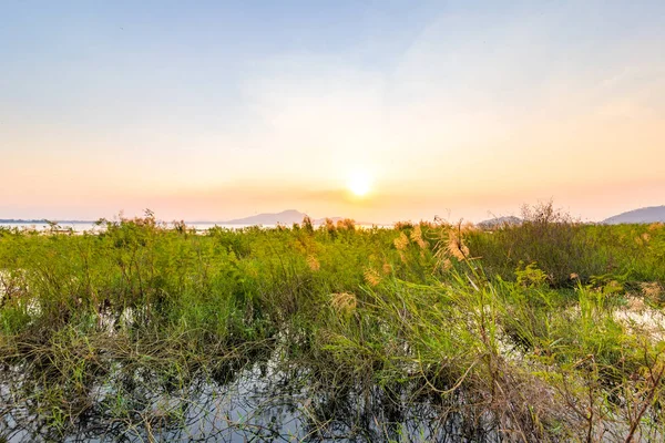 Paisaje Pequeño Árbol Crecen Agua Puesta Sol Con Montaña Nuevo —  Fotos de Stock