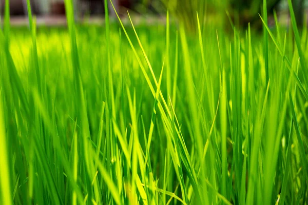 Dicht Bij Natuur Vers Groen Veld Landbouw Het Platteland — Stockfoto