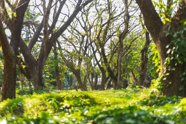 Gran Árbol Bosque Con Luz Sombra Concepto Fondo Natural — Foto de Stock