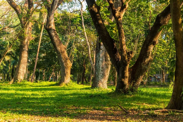 Gran Árbol Bosque Con Luz Sombra Concepto Fondo Natural — Foto de Stock