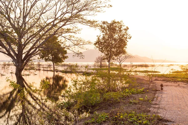 Großer Baum Und Toter Baum Mit Reflexionsbaum Wasser Natürlicher Hintergrund — Stockfoto