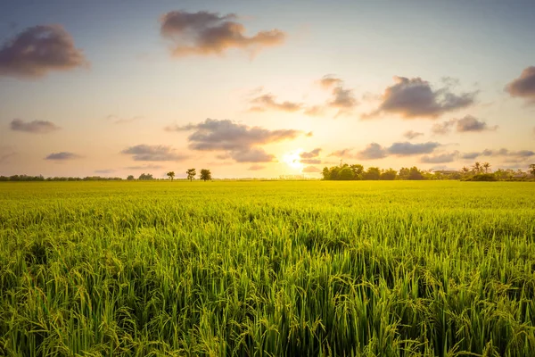 Campo Verde Pôr Sol Com Nuvem Agricultura Rural — Fotografia de Stock