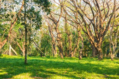 Işık ve gölge ile ormanda büyük ağaç. Doğal Arka Plan konsepti.