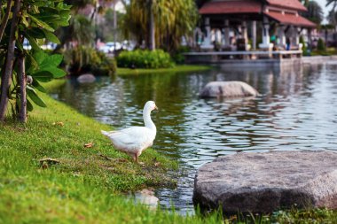 Beyaz ördek bir gölet veya göl yanında durmak