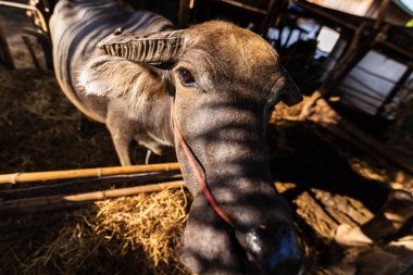 ışık ve gölge ile bir ev tarım yanında ağıl buffalo.