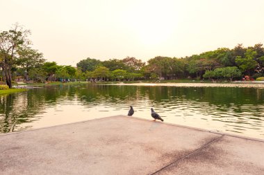 Gün batımında parkta sonbahar nehrinde bir güvercin.