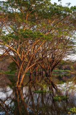 Büyük ağaç ve suda ölü ağaç ve mavi gökyüzü. Doğal arka plan.