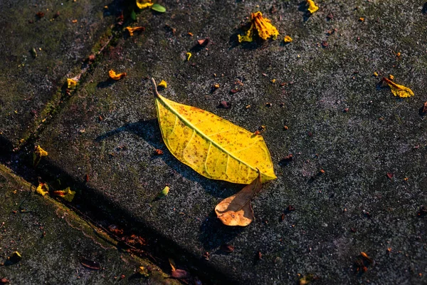 Листья Земле Парках — стоковое фото