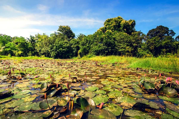 阳光明媚的中午与池塘在森林 水中的莲花 — 图库照片