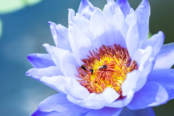 池塘里有绿叶的美丽的紫莲花 — 图库照片