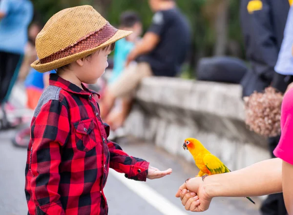 Los Niños Dan Comer Pájaro Parque —  Fotos de Stock