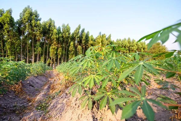 Tapioka Farm Potatis Gård Tapioka Plantation Jordbruk Bakgrund — Stockfoto