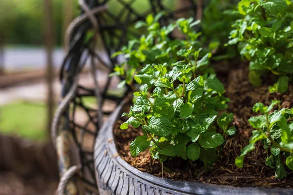 Taze fesleğen çiftlikte toprakta yetişir. Kırsal kesimde fesleğen çiftliği.