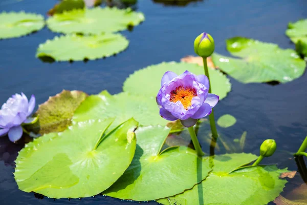池塘里有绿叶的美丽荷花 — 图库照片
