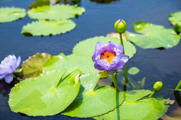 Belle Fleur Lotus Avec Feuille Verte Dans Étang — Photo