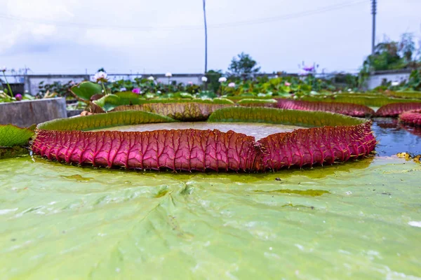 维多利亚 亚马孙卡花植物 最大的仙女系列睡莲 — 图库照片
