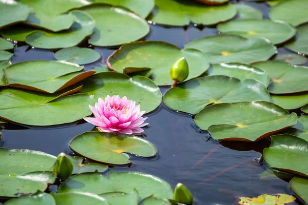 Gölette yeşil yapraklı güzel Lotus Çiçeği.