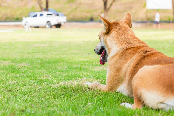 Chiots Souriants Drôles Jouant Extérieur Sur Une Herbe Verte Été — Photo