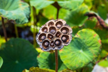 yeşil izin arka plan ile bahçede nilüfer tohumu bakla