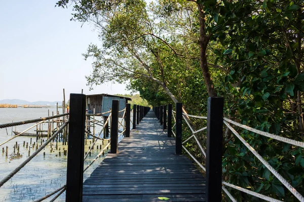 Dřevěný Most Lese Mangrovových Lesích — Stock fotografie