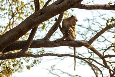 ağaç dalı ve mavi arka plan üzerinde maymun. Hayvan Arka Plan konsepti.