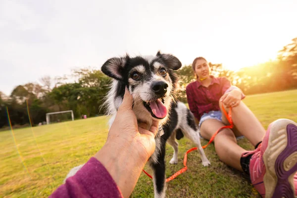 Carino Cucciolo Accarezza Sua Bella Bocca Aperta Estate Parchi Una — Foto Stock