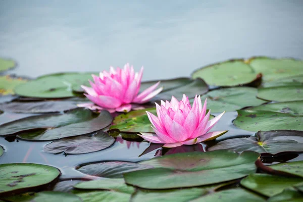 Belle Fleur Lotus Avec Feuille Verte Dans Étang — Photo