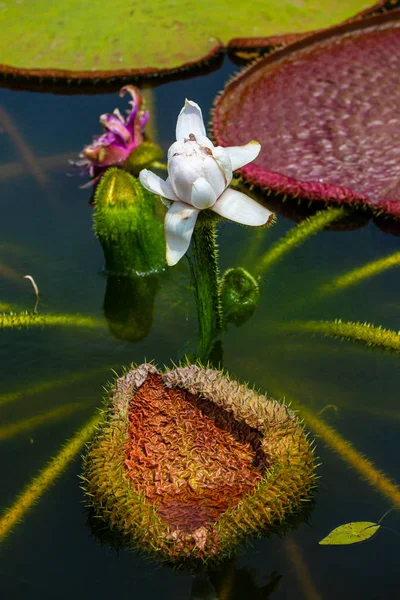 维多利亚 亚马孙卡花植物 最大的仙女系列睡莲 — 图库照片