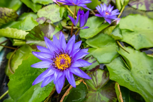 蜜蜂在美丽的紫色莲花在池塘在早晨 — 图库照片