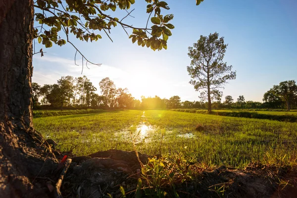 The Little Green Field grow on the ground and sunrise in the morning.