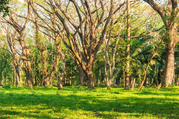 Großer Baum Wald Mit Licht Und Schatten Natürliches Hintergrundkonzept — Stockfoto