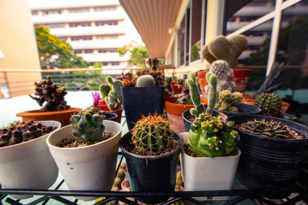 Набор Домашних Кактусов Крупным Планом Коллекция Cactus Garden Маленьких Цветочных — стоковое фото