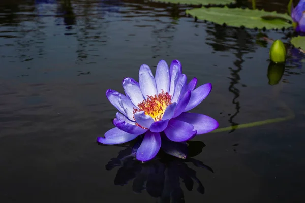 美丽的紫色莲花在池塘在早晨 — 图库照片