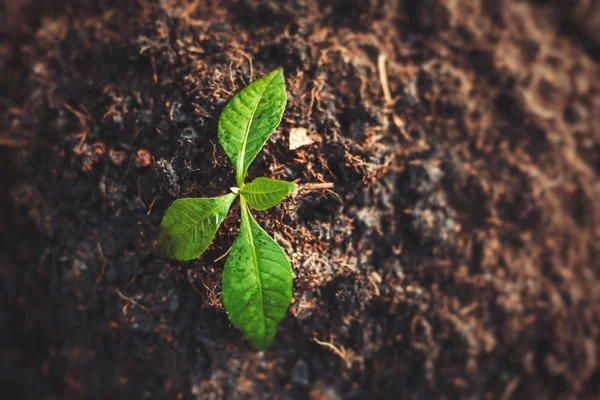 Kleiner Baum Auf Dem Boden Wachstum Rettung Der Welt Konzept — Stockfoto