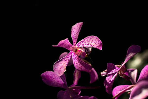 Orquídea Roxo Preto Fundo Com Luz Sol — Fotografia de Stock