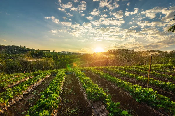 Mooie Aardbeienboerderij Ochtend — Stockfoto