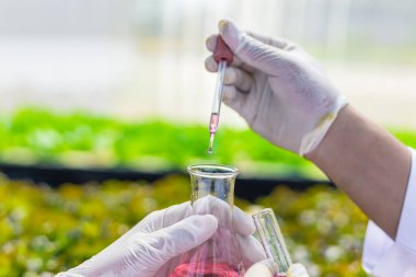 Bilimadamları çözeltiyi test eder, kimyasal inceleme, organik ve hidroponik çiftlikteki tazeliği kontrol eder.