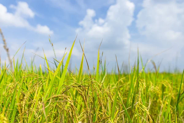 Zielone Pole Ryżowe Pod Błękitnym Niebem Koncepcja Rolnictwa — Zdjęcie stockowe